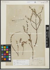 Foto von Salix repens subsp. rosmarinifolia (L.) Andersson